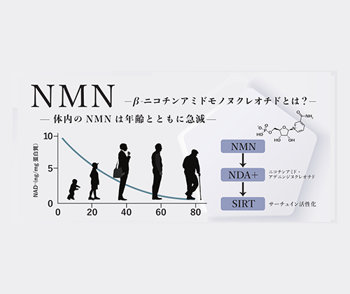 NMN(ニコチンアミドモノヌクレオチド)